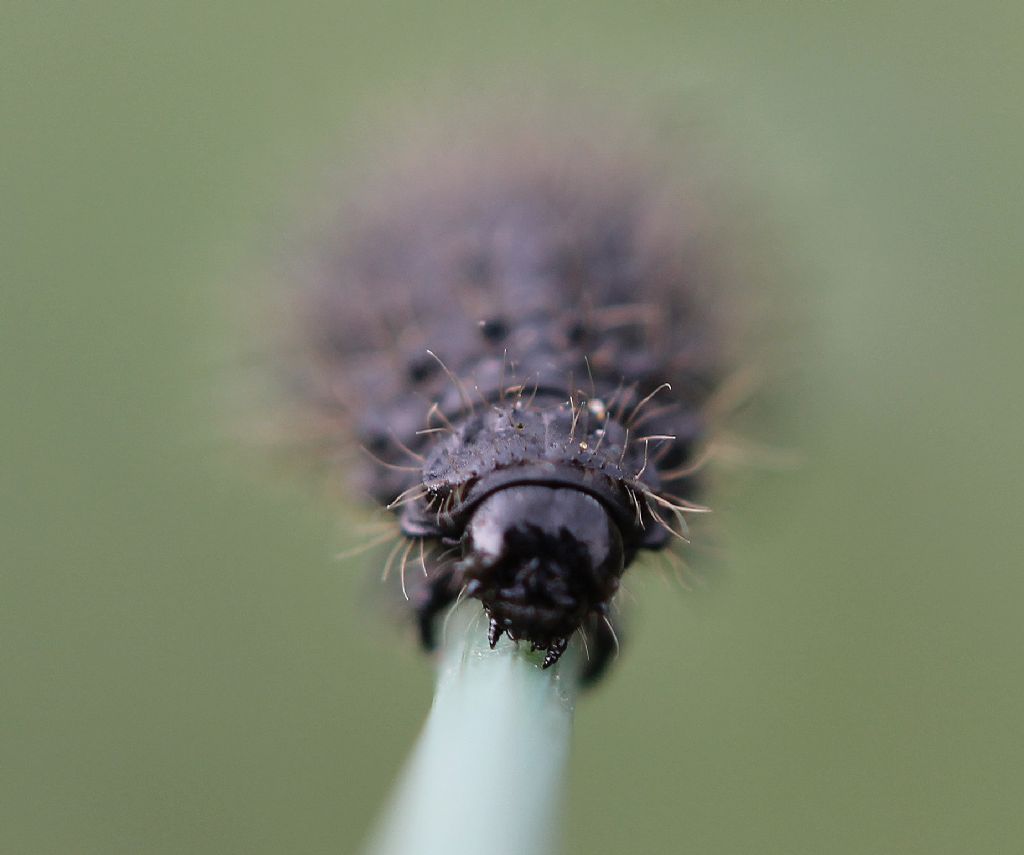 Bruco....? Larva di Chrysomelidae (Galeruca?)